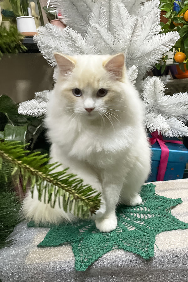 Caesar | Ragdoll Kitten