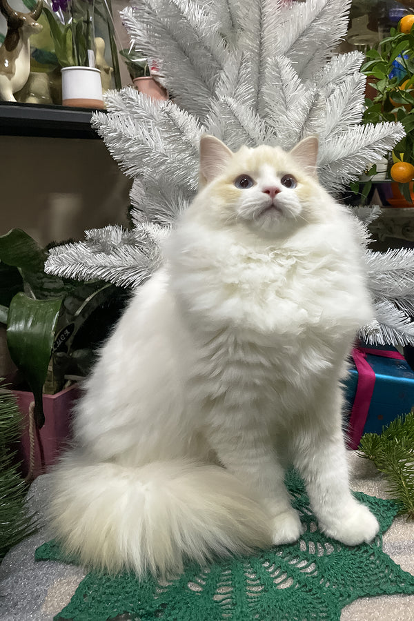 Caesar | Ragdoll Kitten