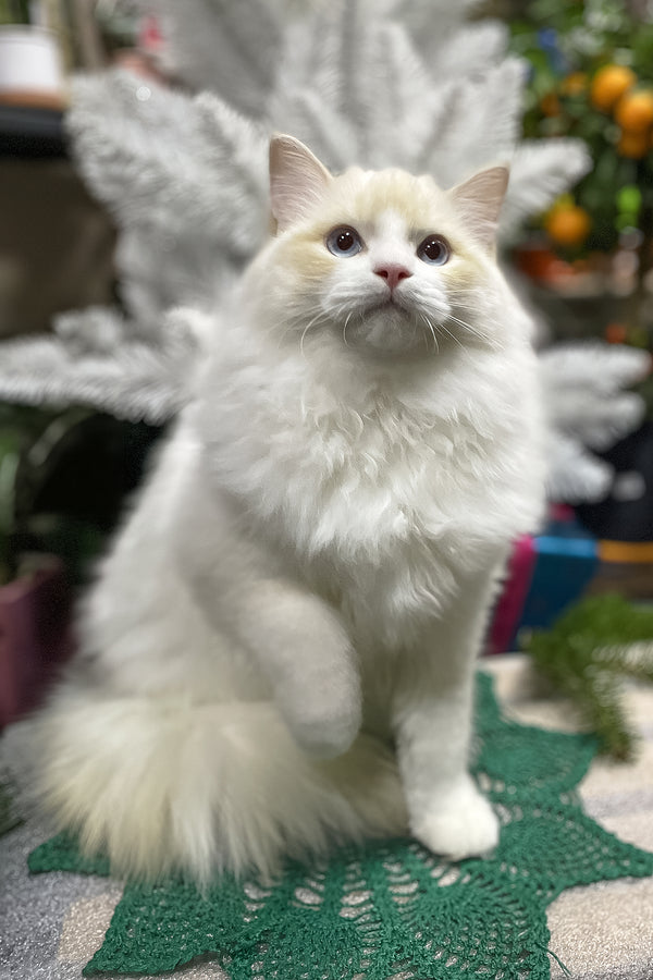 Caesar | Ragdoll Kitten