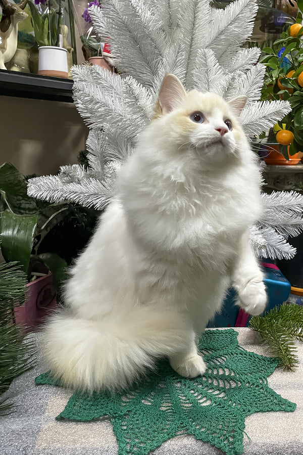 Caesar | Ragdoll Kitten