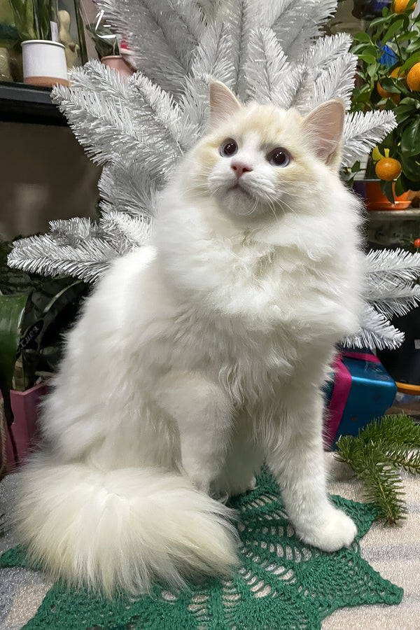 Caesar | Ragdoll Kitten