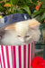 Caesar | Ragdoll Kitten
