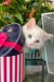 Caesar | Ragdoll Kitten