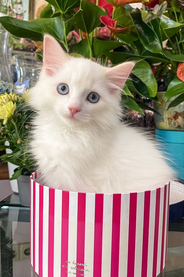 Caesar | Ragdoll Kitten
