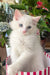 Caesar | Ragdoll Kitten