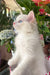Caesar | Ragdoll Kitten