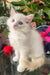 Caesar | Ragdoll Kitten