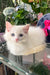 Caesar | Ragdoll Kitten
