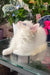Caesar | Ragdoll Kitten