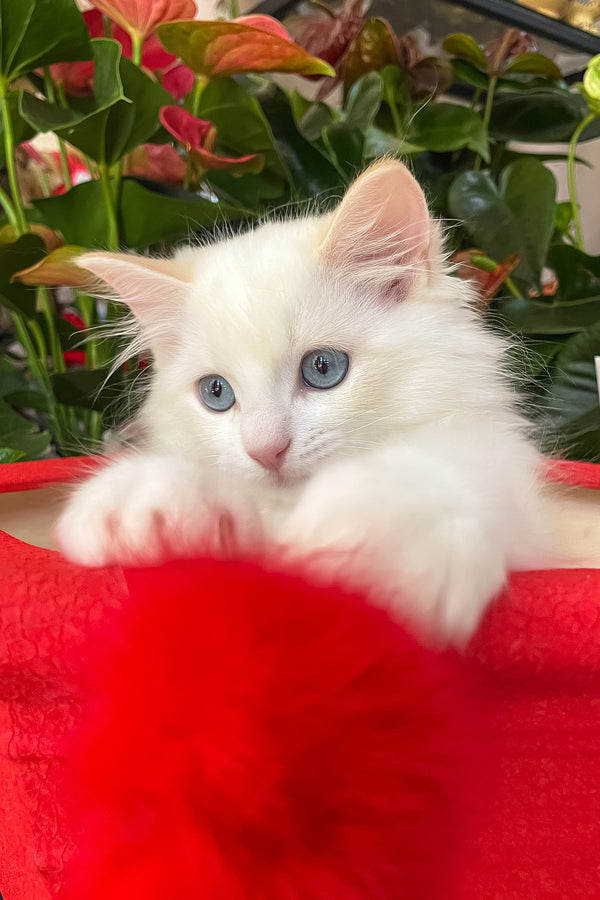 Caesar | Ragdoll Kitten