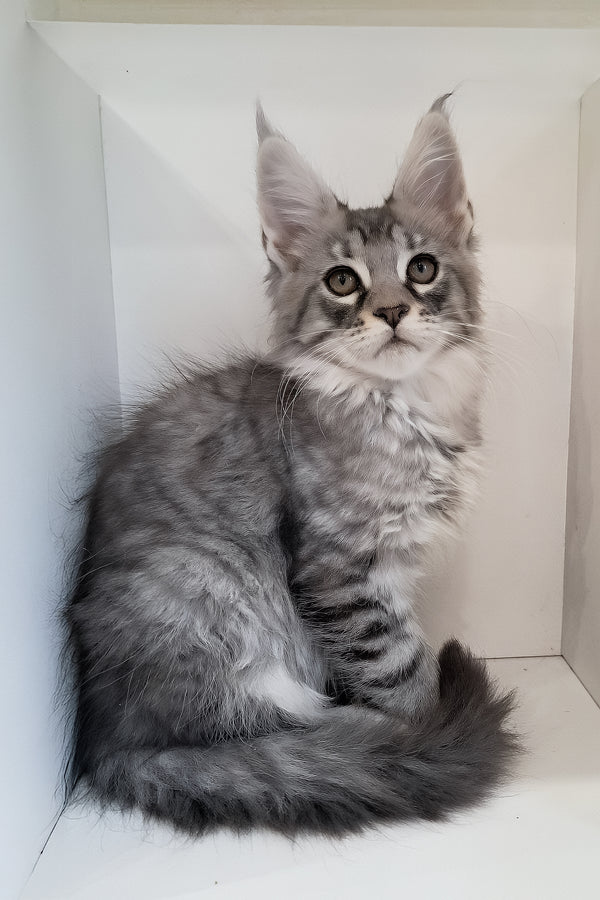 Caisen | Maine Coon Kitten