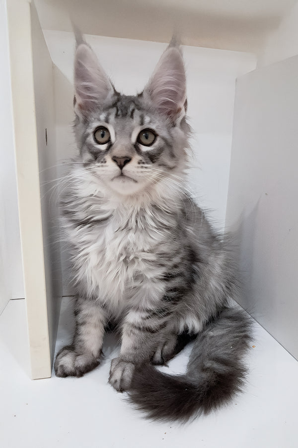 Caisen | Maine Coon Kitten
