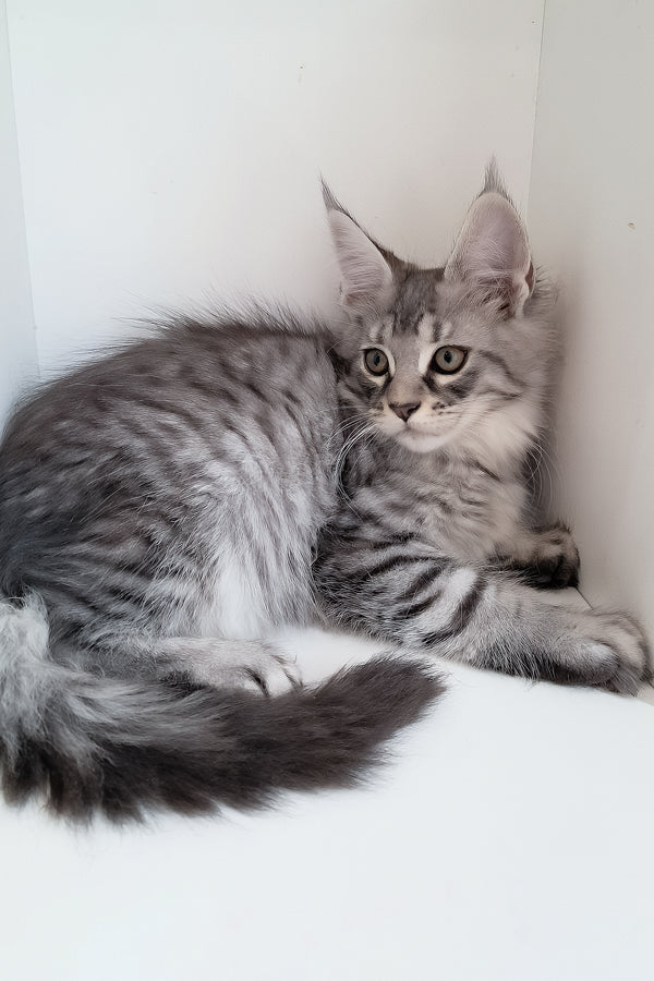 Caisen | Maine Coon Kitten