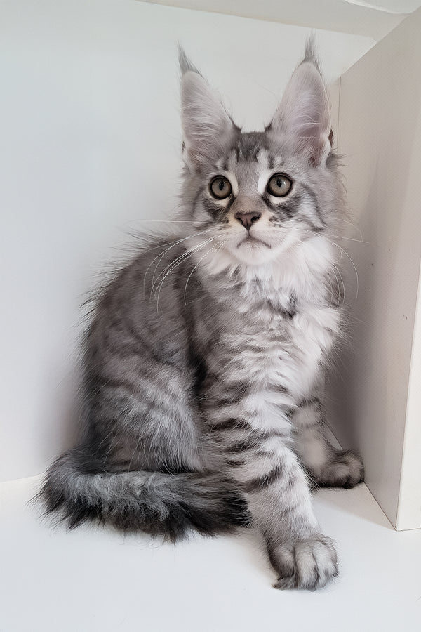 Caisen | Maine Coon Kitten