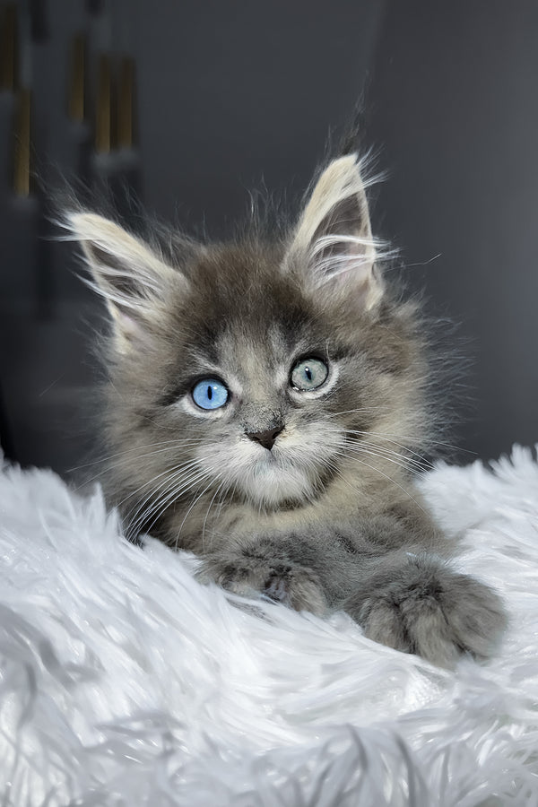Calvin | Maine Coon Kitten