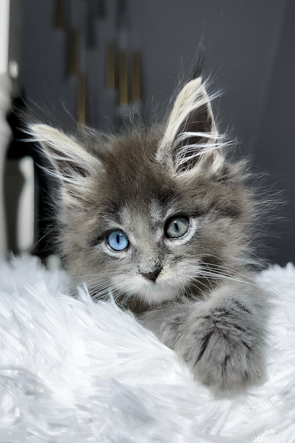Calvin | Maine Coon Kitten