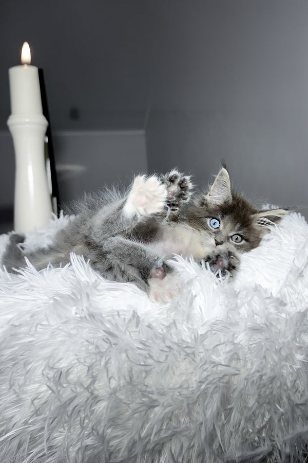 Calvin | Maine Coon Kitten