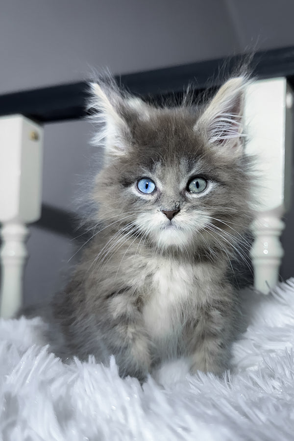 Calvin | Maine Coon Kitten