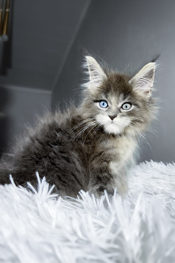 Calvin | Maine Coon Kitten