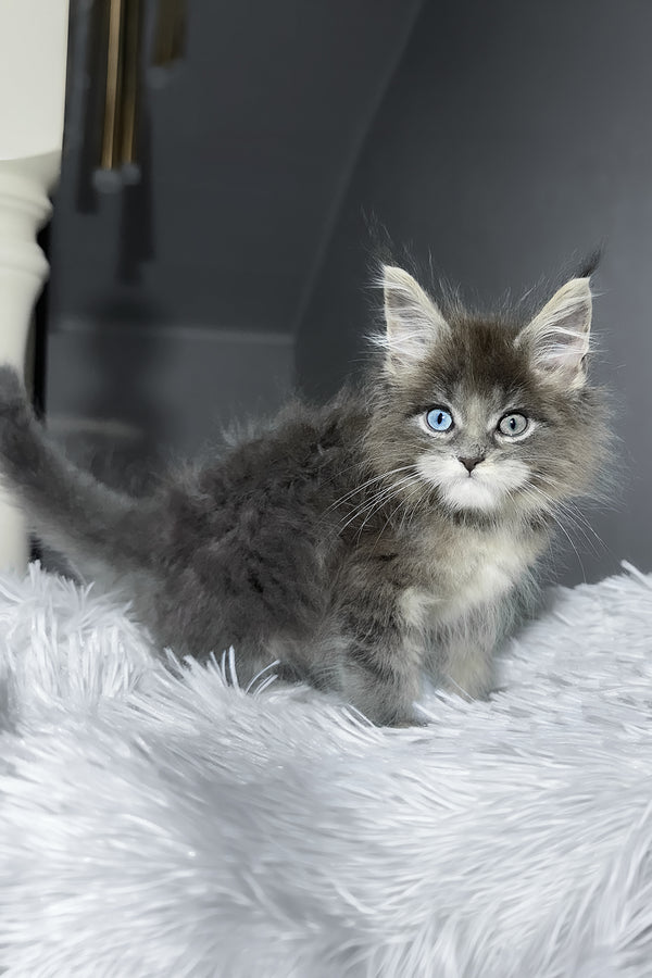 Calvin | Maine Coon Kitten