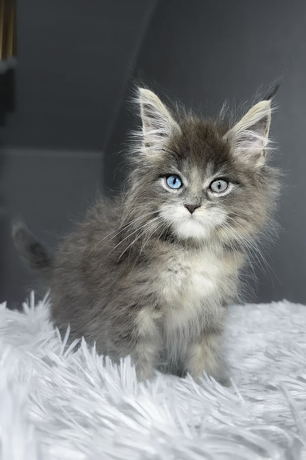 Calvin | Maine Coon Kitten