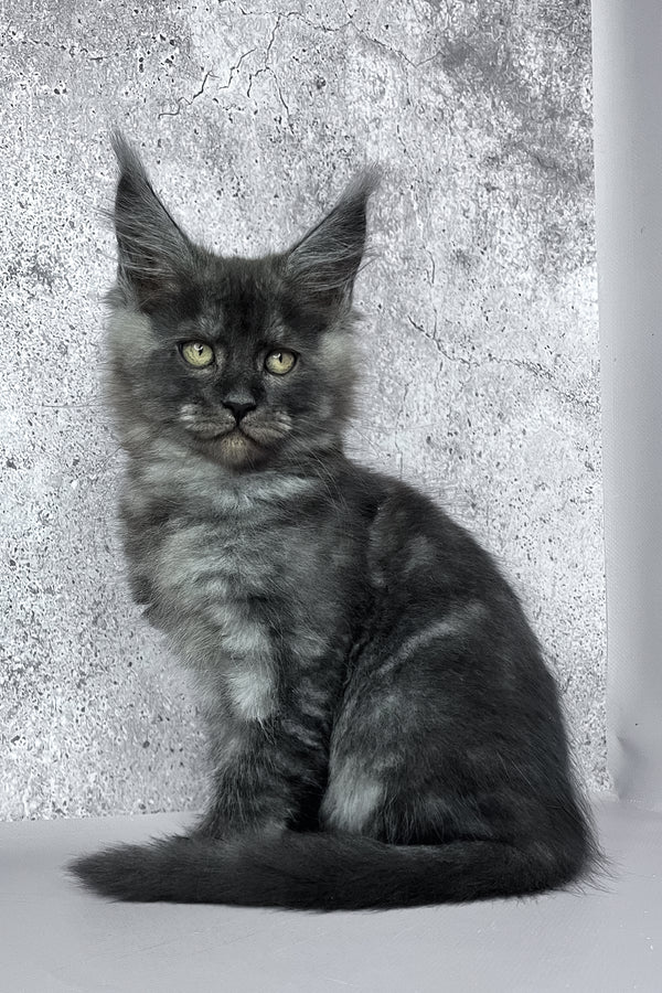 Calvin | Maine Coon Kitten
