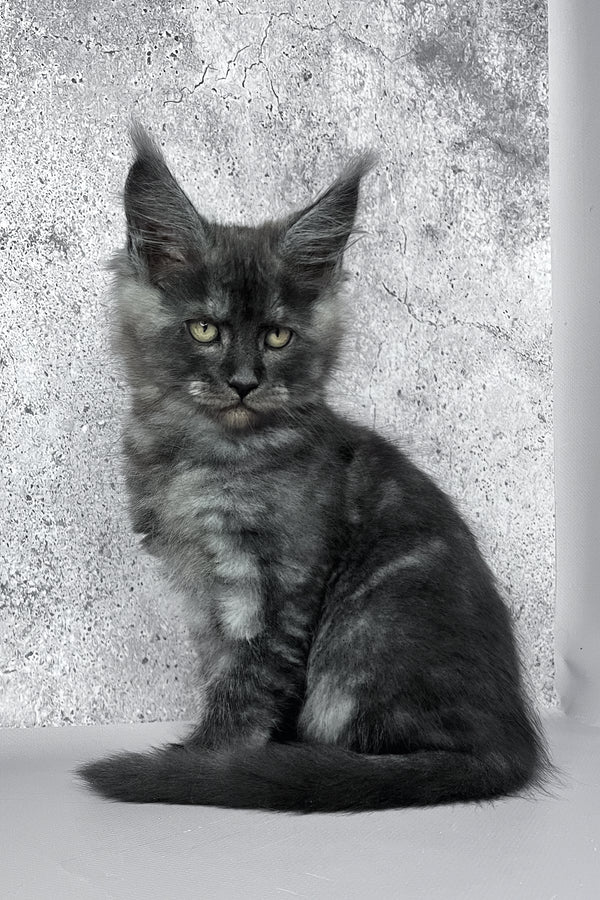 Calvin | Maine Coon Kitten