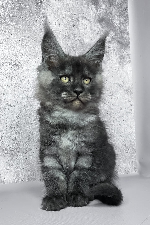 Calvin | Maine Coon Kitten