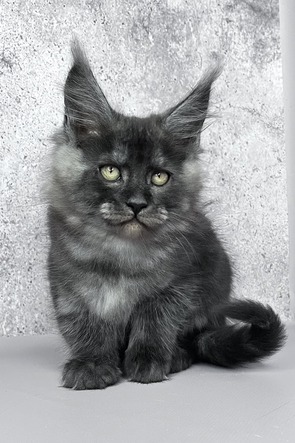 Calvin | Maine Coon Kitten