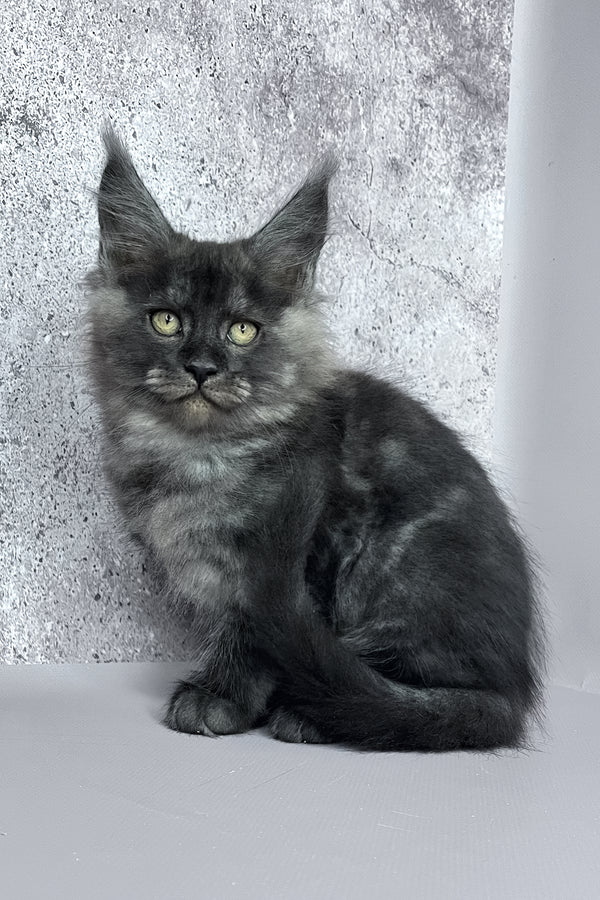 Calvin | Maine Coon Kitten