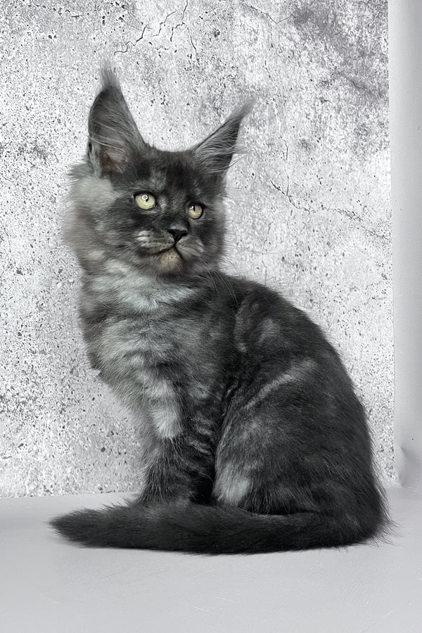 Calvin | Maine Coon Kitten