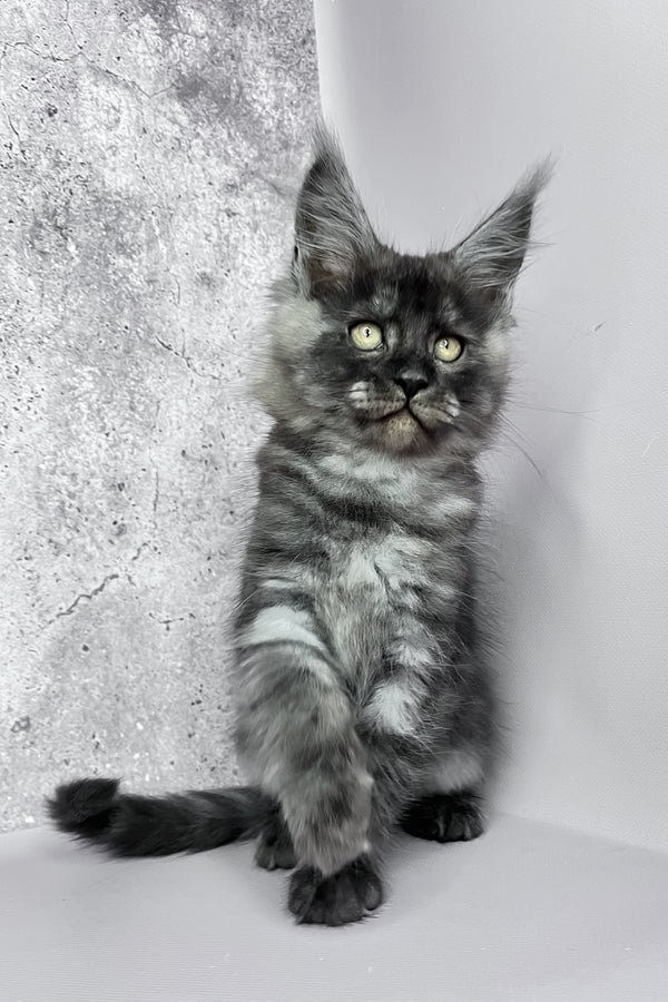 Calvin | Maine Coon Kitten