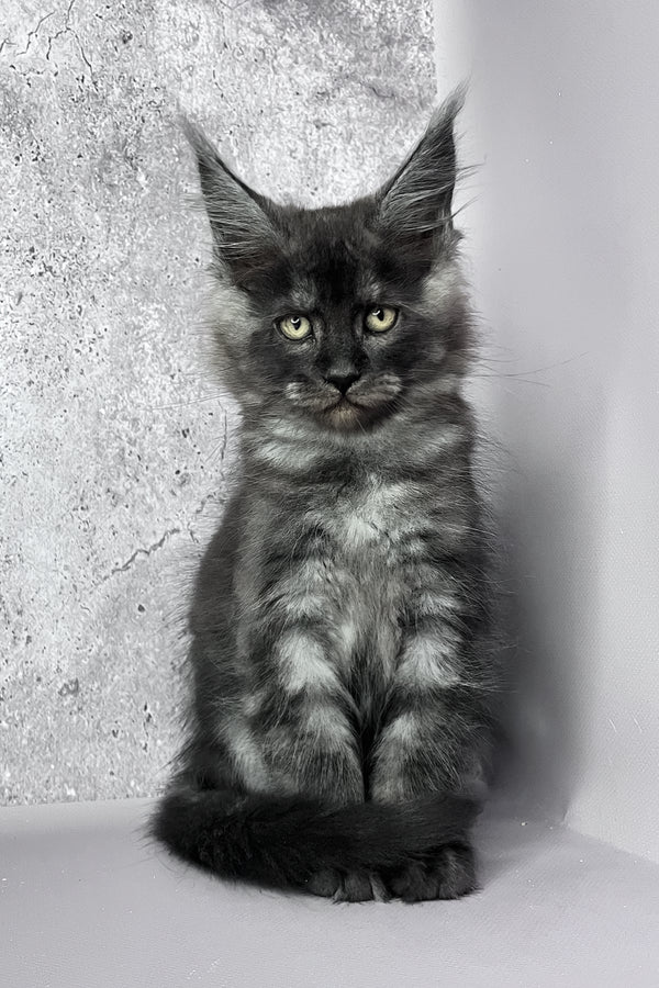 Calvin | Maine Coon Kitten
