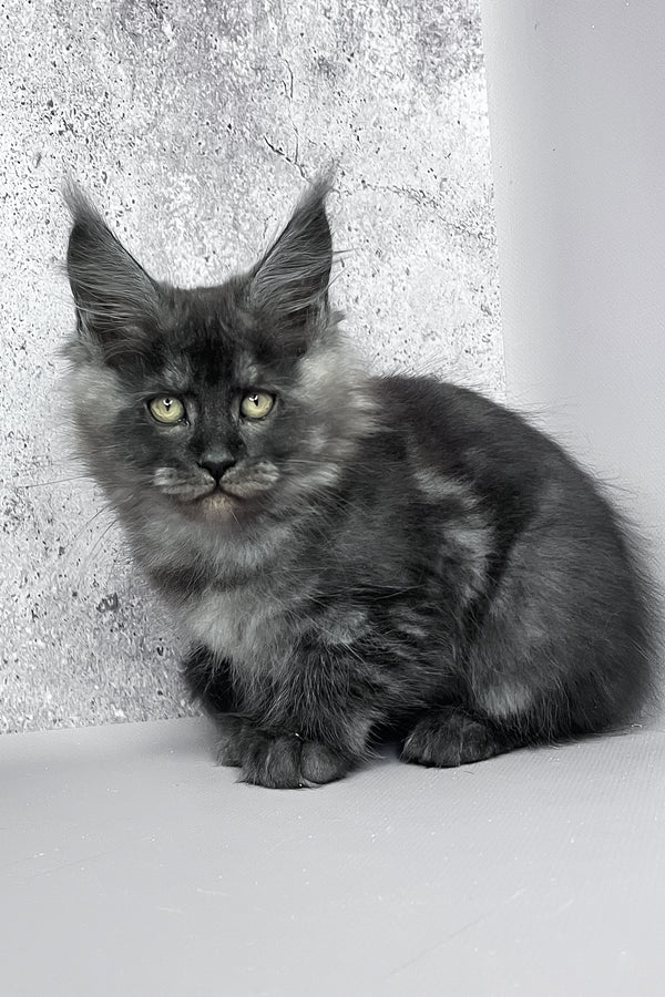 Calvin | Maine Coon Kitten