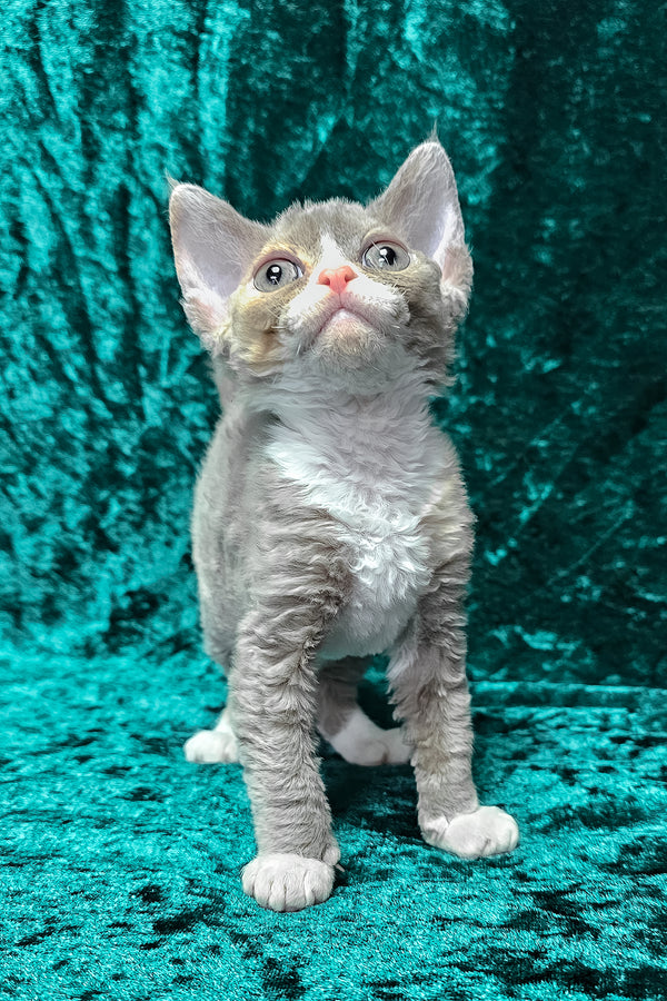 Camila | Devon Rex Kitten