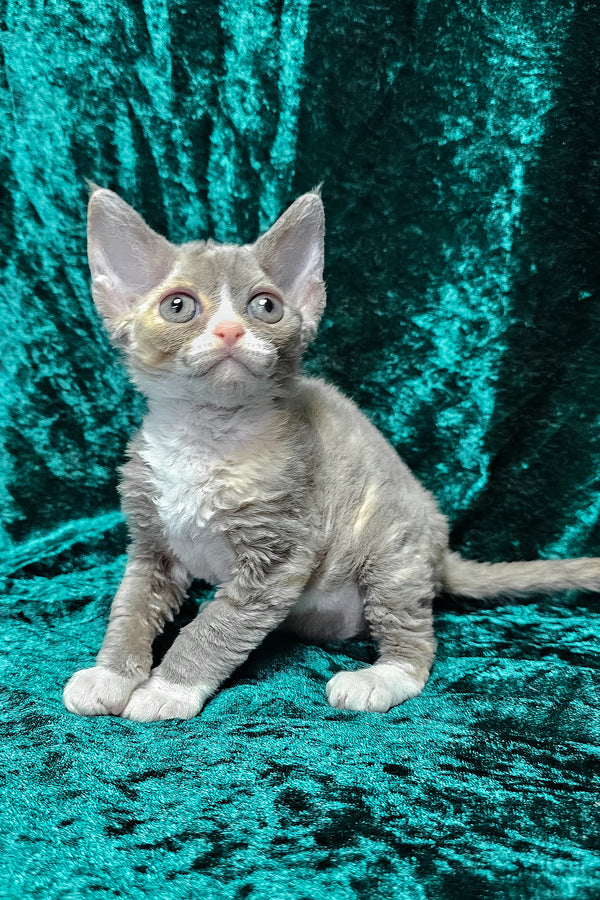 Camila | Devon Rex Kitten