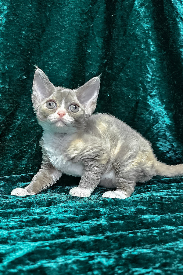 Camila | Devon Rex Kitten