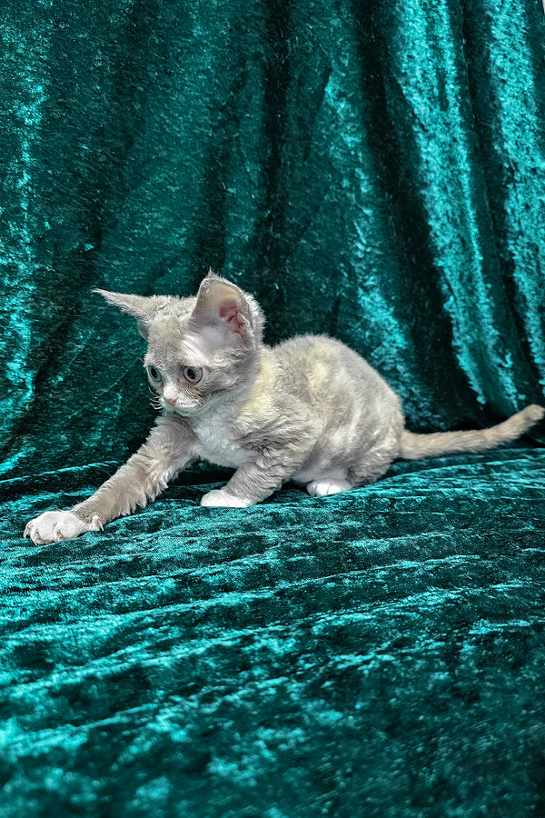 Camila | Devon Rex Kitten