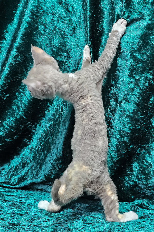 Camila | Devon Rex Kitten