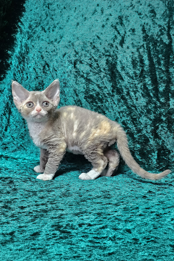 Camila | Devon Rex Kitten
