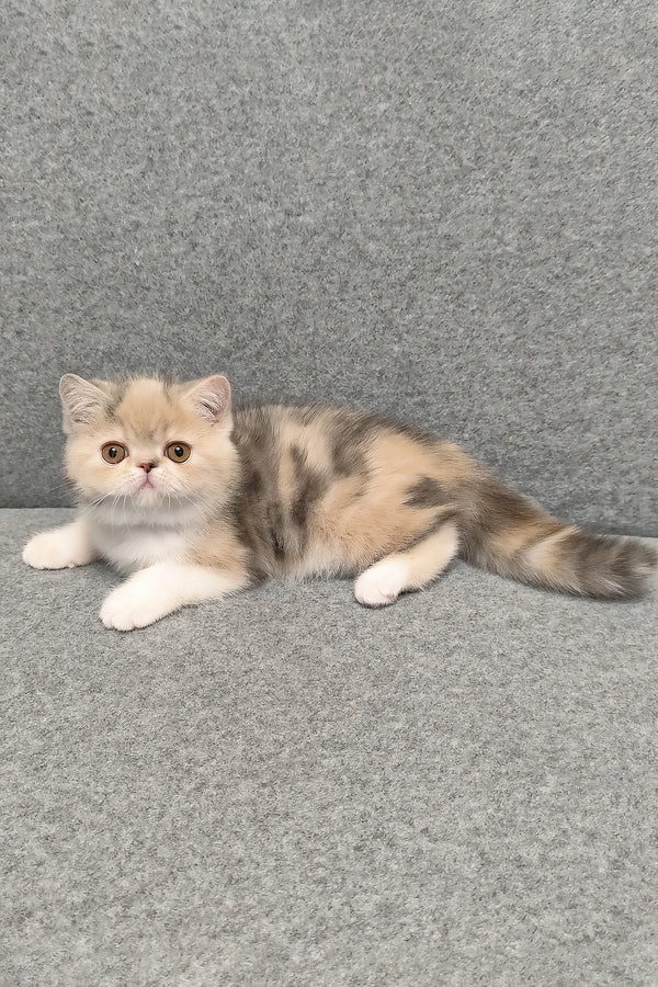 Candy | Exotic Shorthair Kitten