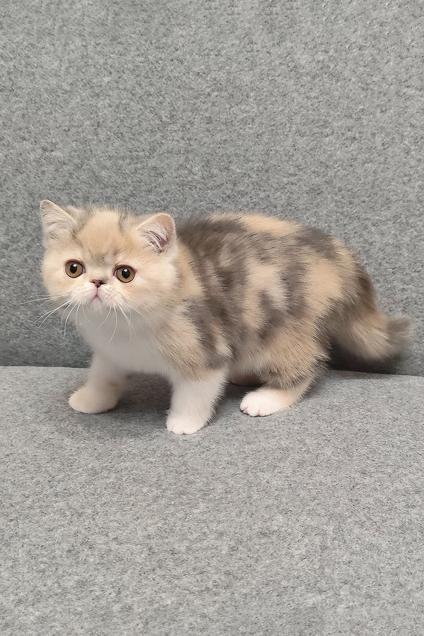 Candy | Exotic Shorthair Kitten