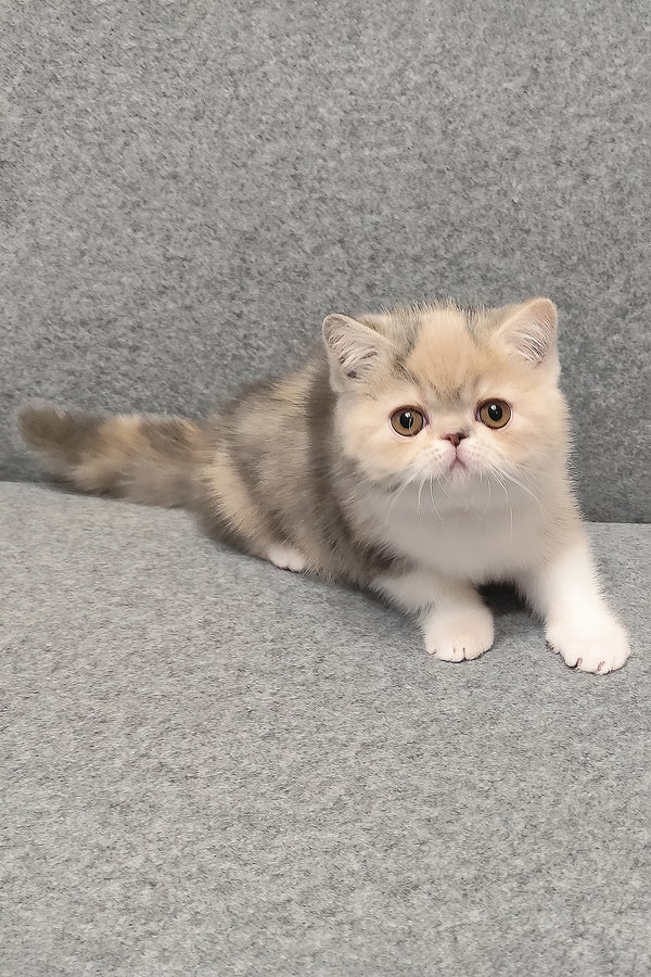 Candy | Exotic Shorthair Kitten