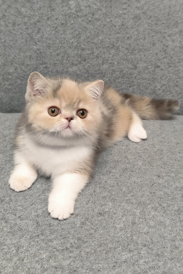 Candy | Exotic Shorthair Kitten