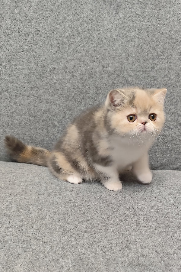 Candy | Exotic Shorthair Kitten