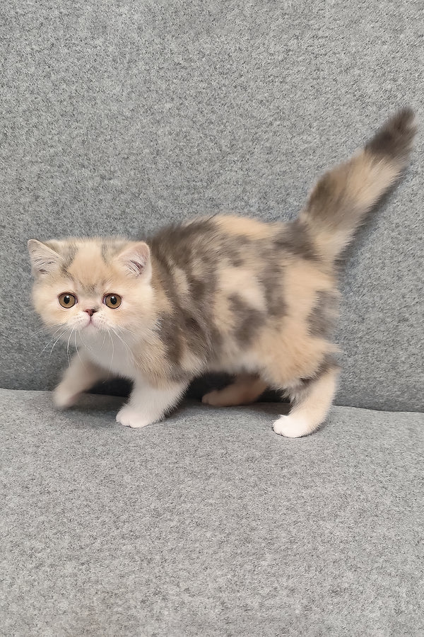 Candy | Exotic Shorthair Kitten