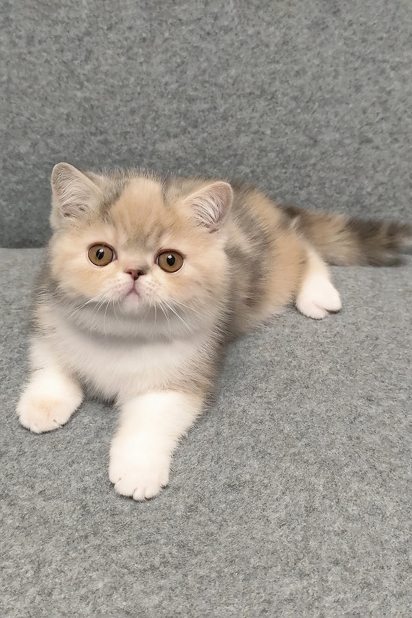 Candy | Exotic Shorthair Kitten