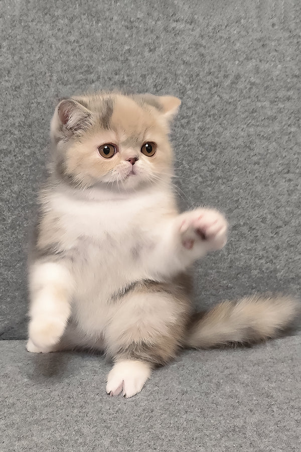 Candy | Exotic Shorthair Kitten