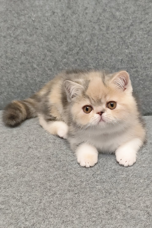 Candy | Exotic Shorthair Kitten