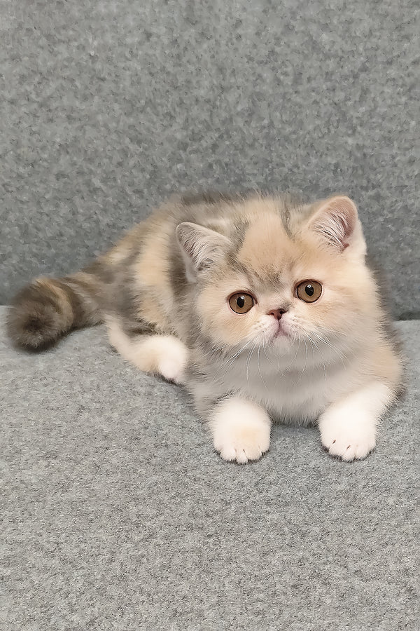 Candy | Exotic Shorthair Kitten
